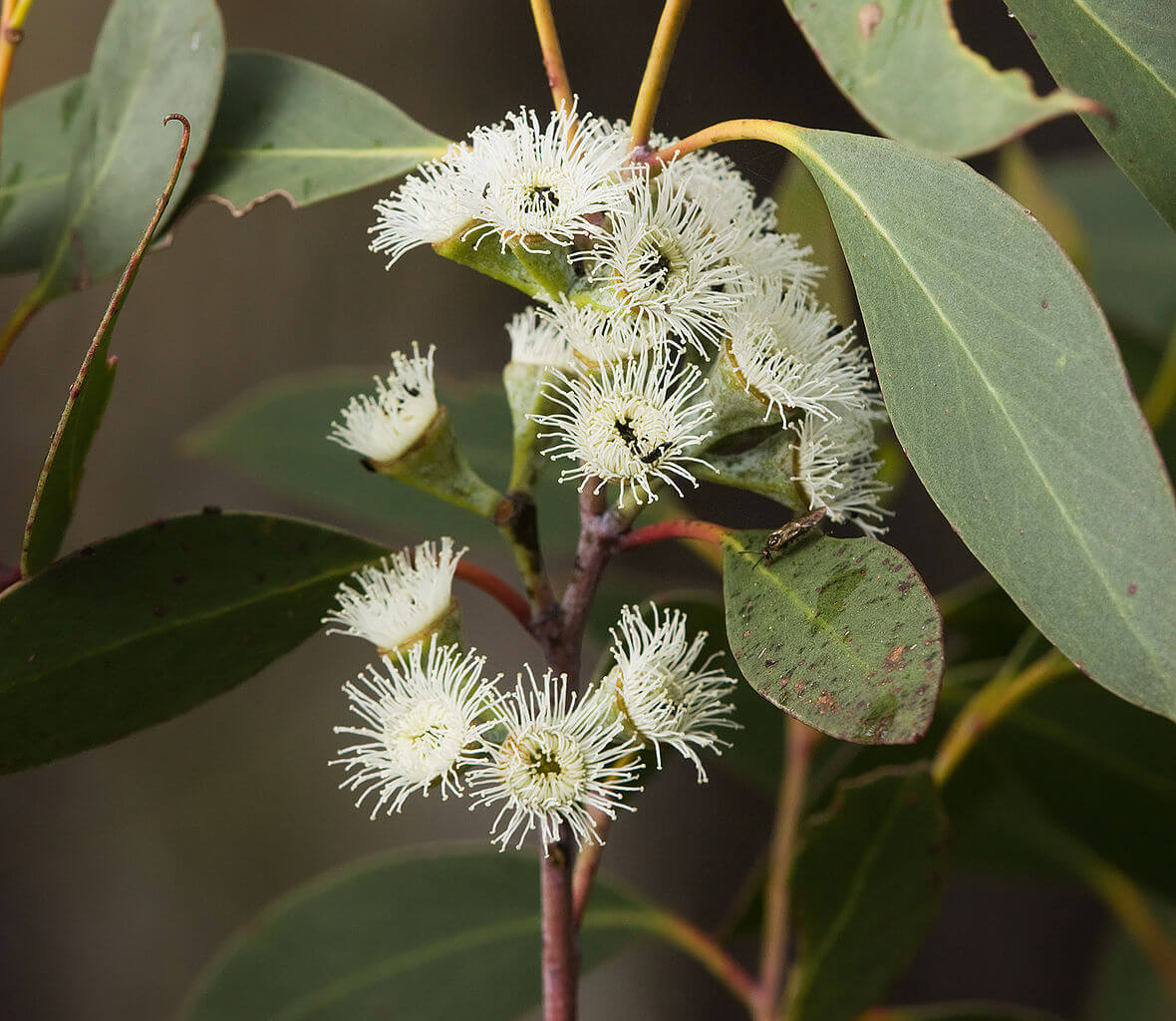 eucalyptus_pauciflora_flower.jpg